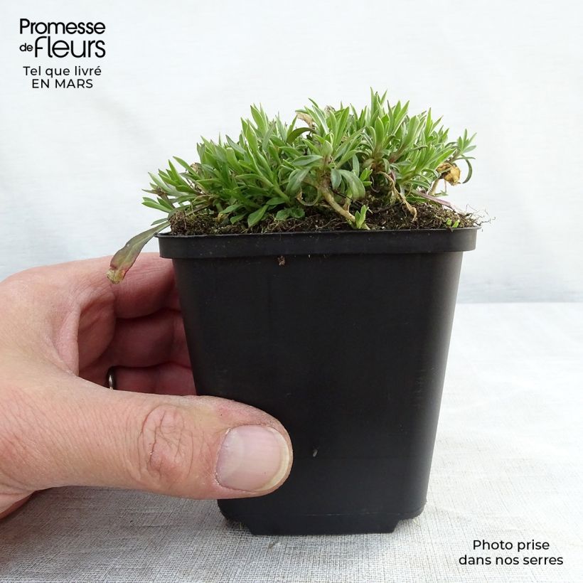 Example of Silene schafta Splendens Vasetto da 8/9 cm as you get in printemps