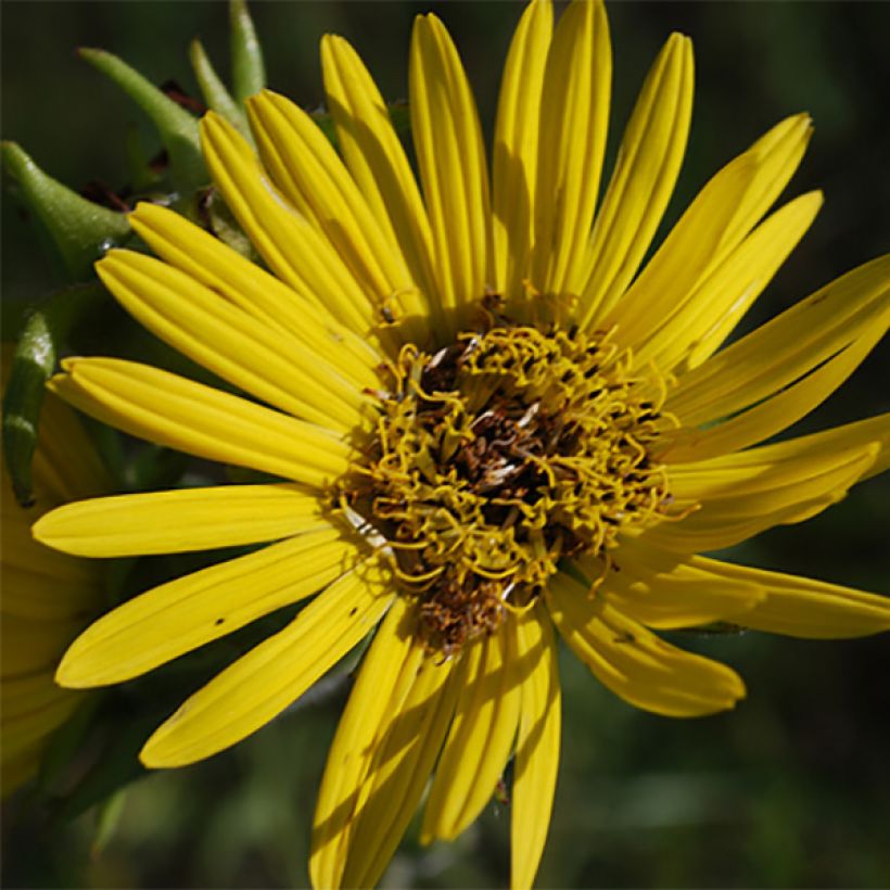 Silphium laciniatum (Fioritura)