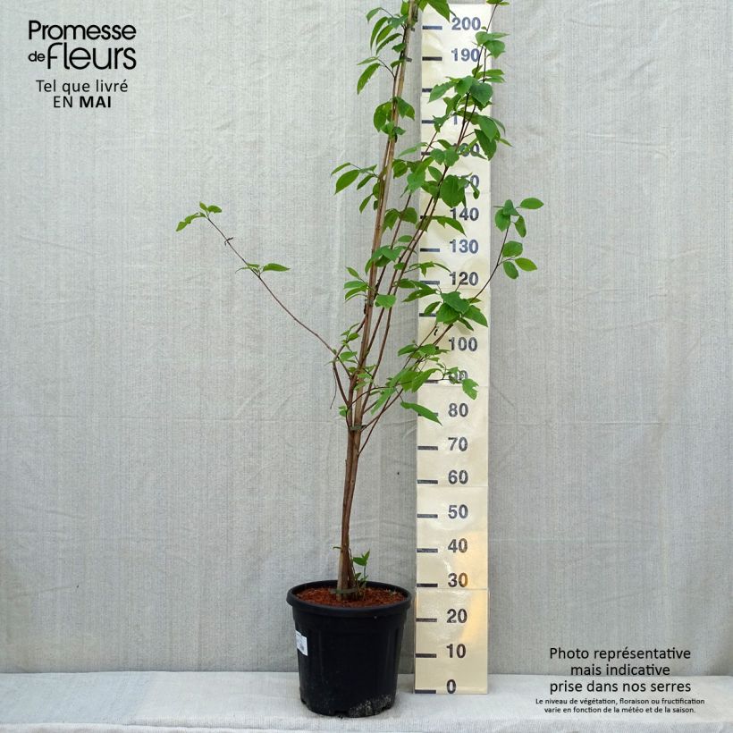 Sinojackia xylocarpa Vaso da 6L/7L esemplare consegnato in primavera