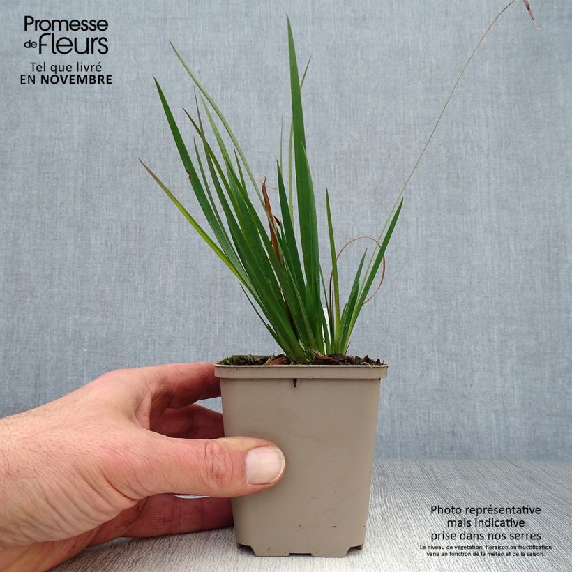 Esemplare di Sisyrinchium angustifolium Lucerne Vasetto da 8/9 cm come consegnato in autunno