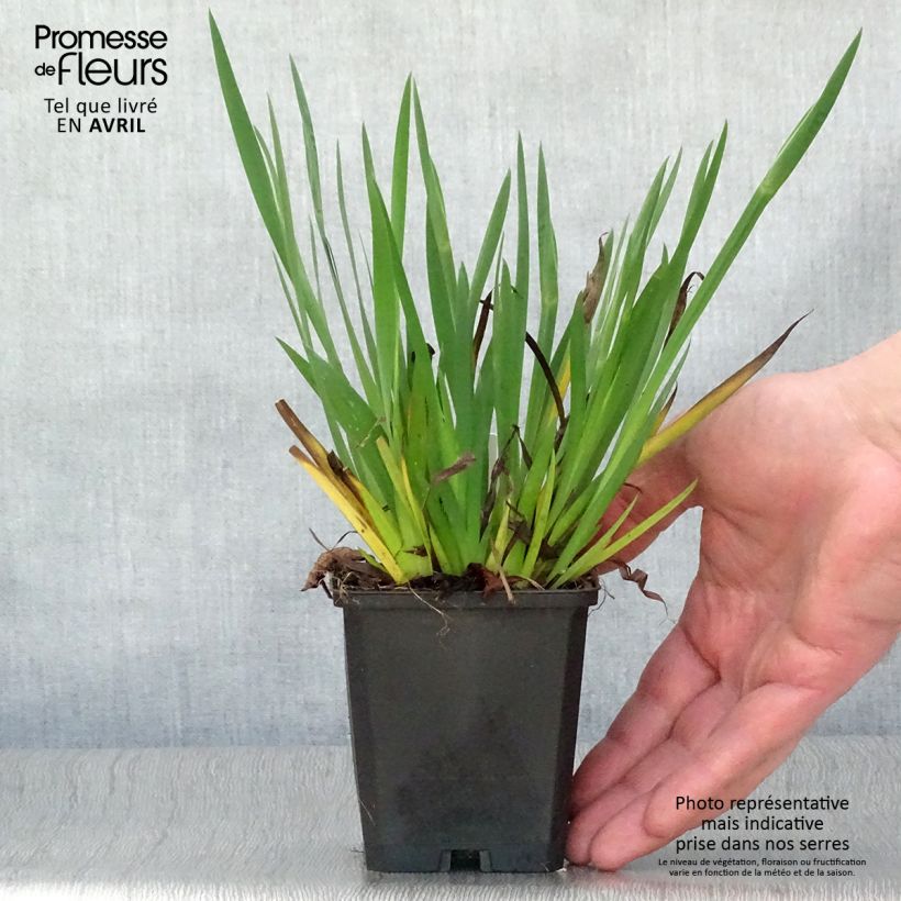 Example of Sisyrinchium bellum Vasetto da 8/9 cm as you get in printemps