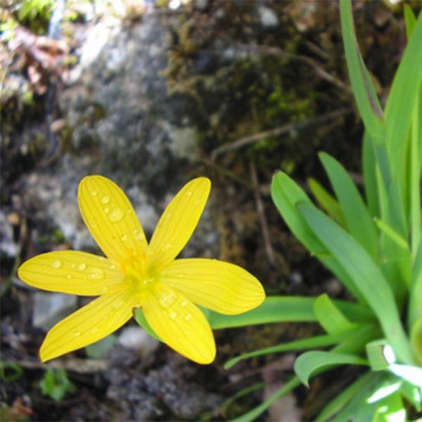 Sisyrinchium californicus (Flowering)