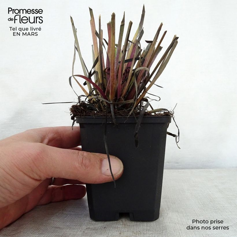 Example of Sisyrinchium californicus Vasetto da 8/9 cm as you get in printemps