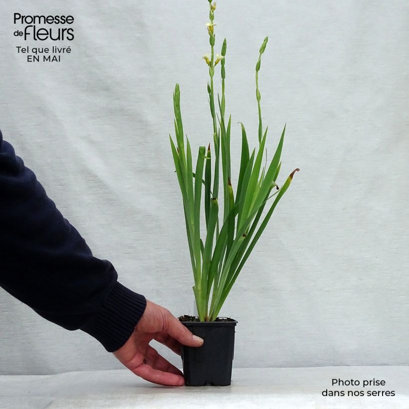 Sisyrinchium striatum Vasetto da 8/9 cm esemplare consegnato in primavera