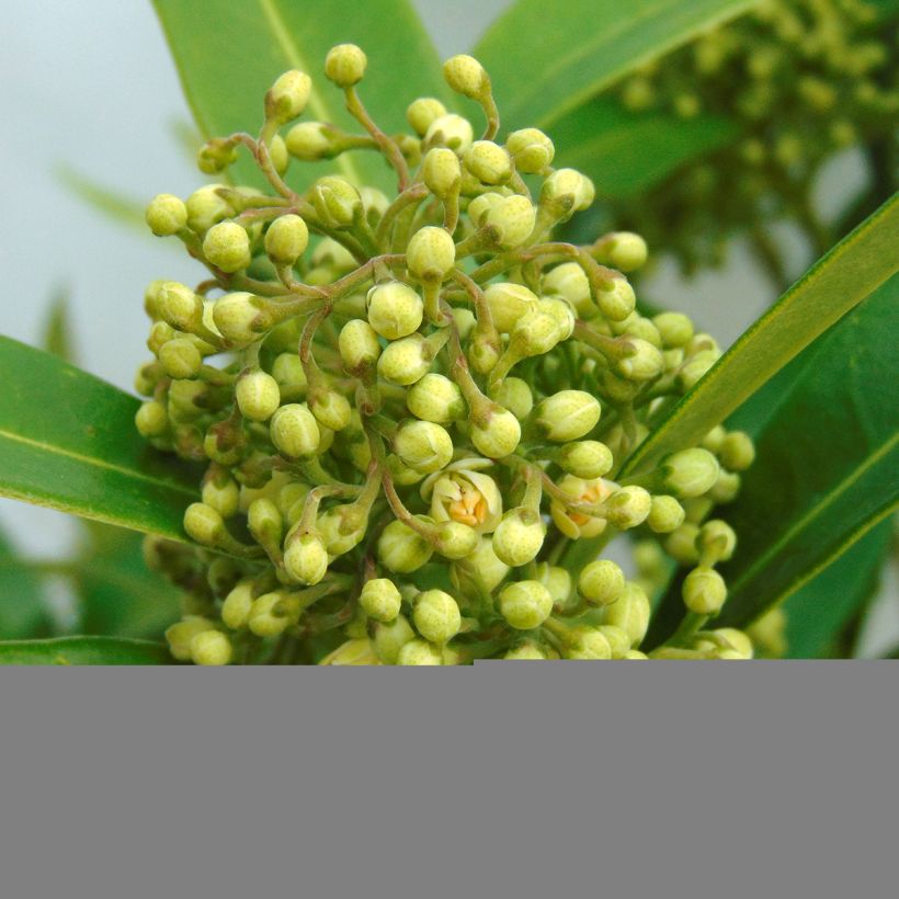 Skimmia japonica Kew Green (Fioritura)