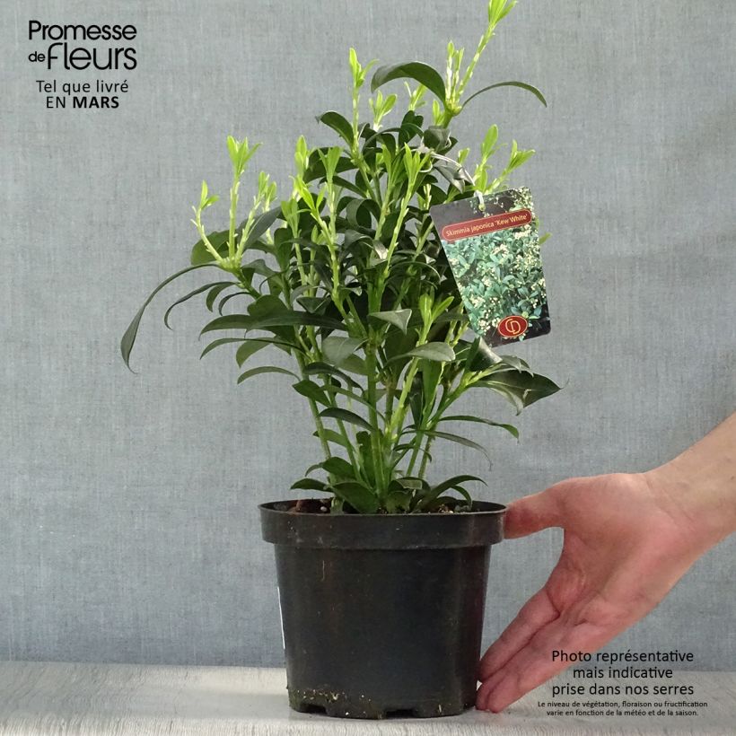 Example of Skimmia japonica Kew White Vaso da 2L/3L as you get in printemps