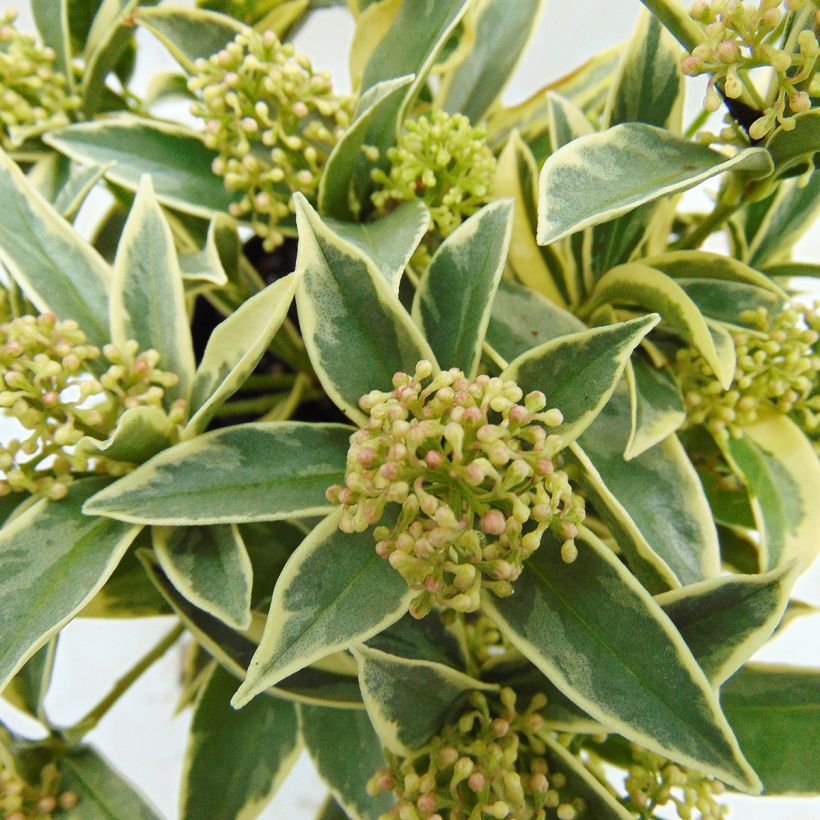 Skimmia japonica Magic Marlot (Fogliame)