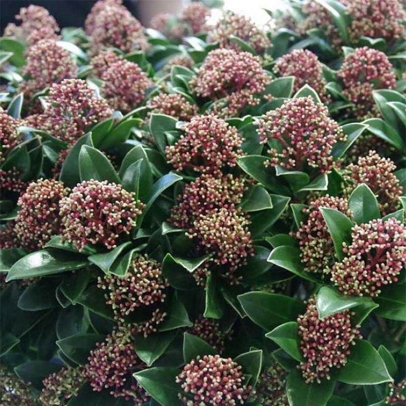 Skimmia japonica Pink Dwarf (Fioritura)
