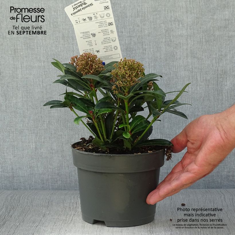 Example of Skimmia japonica Rubesta Vaso da 2L/3L as you get in automne