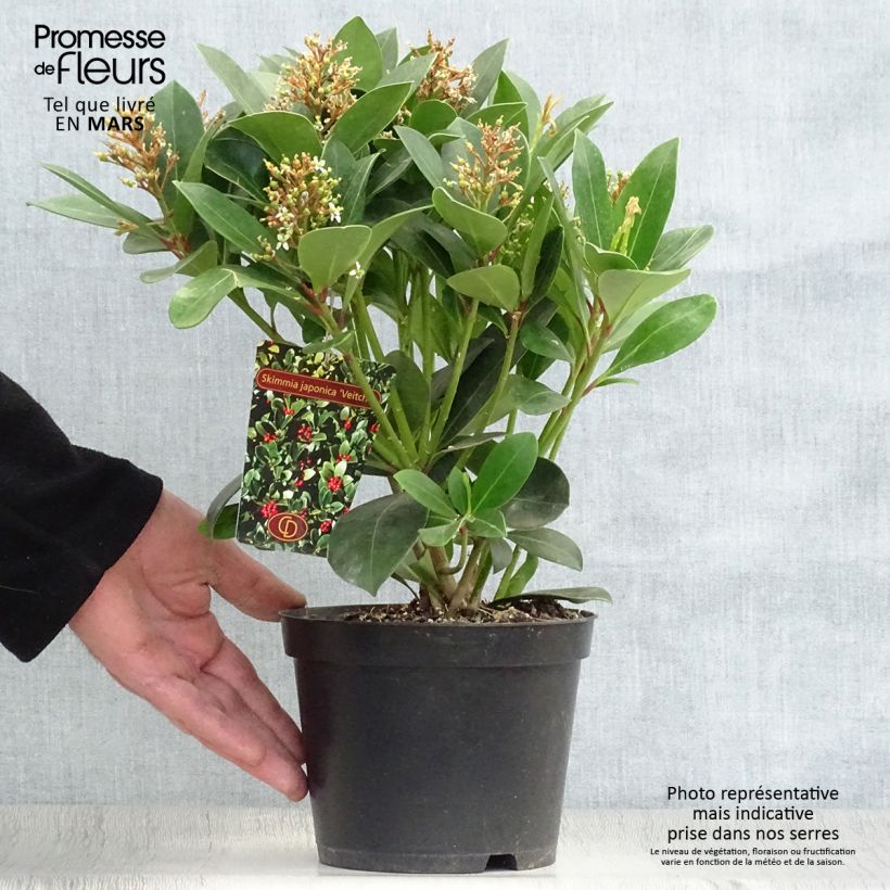 Skimmia japonica Veitchii Vaso da 2L/3L esemplare consegnato in primavera