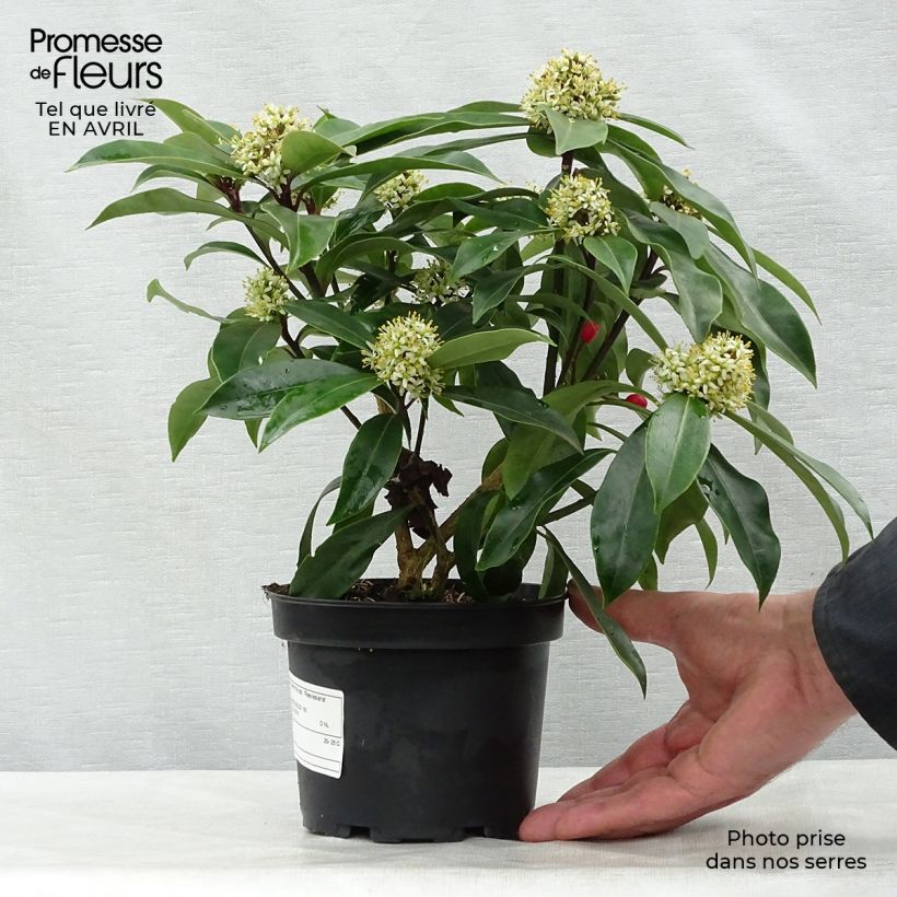 Skimmia reevesiana Vaso da 1L/1,5L esemplare consegnato in primavera