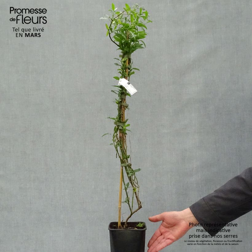 Solanum crispum Glasnevin Vaso da 2L/3L esemplare consegnato in primavera