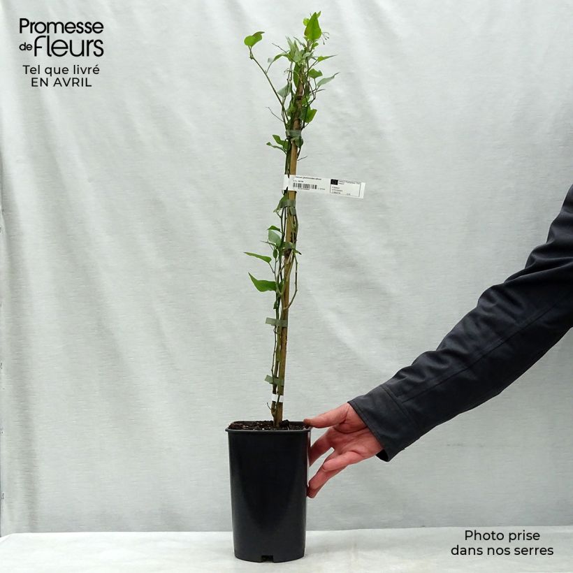 Solanum jasminoides Album Vaso da 2L/3L esemplare consegnato in primavera