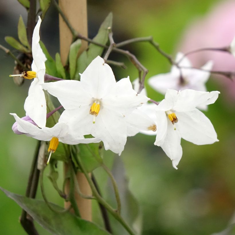 Solanum jasminoides Album (Fioritura)