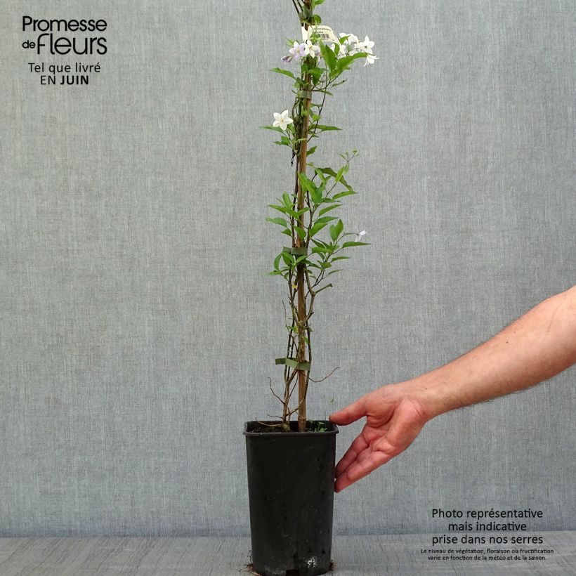 Solanum jasminoides Blue Vaso da 2L/3L esemplare consegnato in primavera