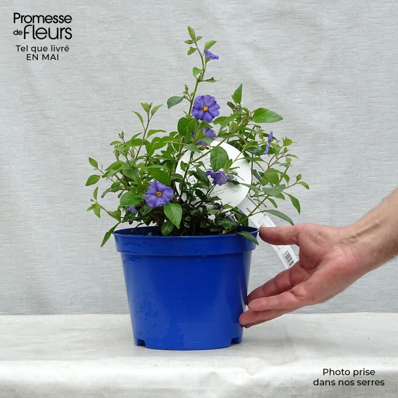 Example of Solanum rantonnetii Vaso da 3L/4L as you get in printemps