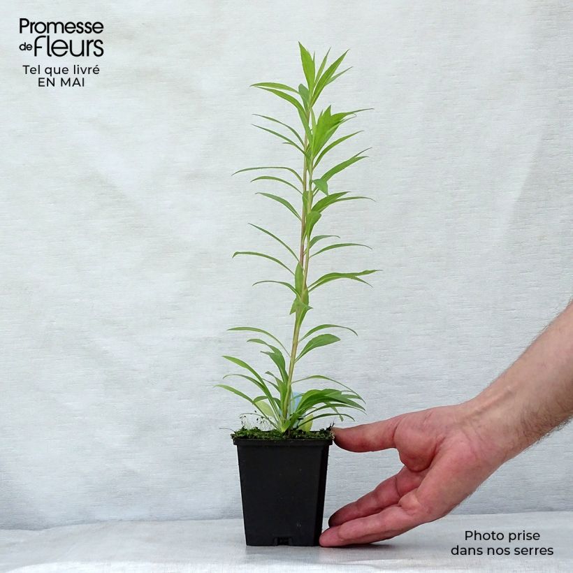 Example of Solidago Golden Mosa - Verga d'oro Vasetto da 8/9 cm as you get in printemps