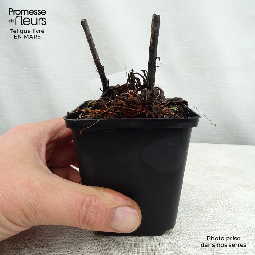 Solidago Spatgold - Verga d'oro Vasetto da 8/9 cm esemplare consegnato in primavera