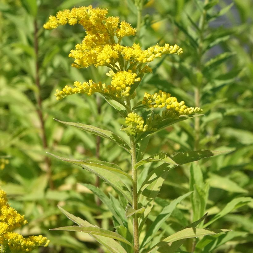 Solidago canadensis Golden Baby - Verga d'oro del Canadà (Plant habit)
