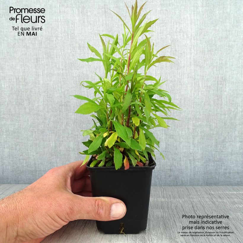 Solidago canadensis Golden Baby - Verga d'oro del Canadà Vasetto da 8/9 cm esemplare consegnato in primavera
