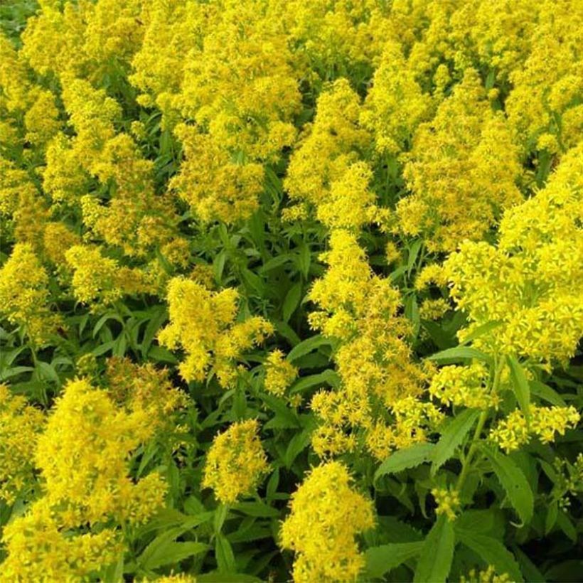 Solidago Ducky - Verga d'oro (Fioritura)