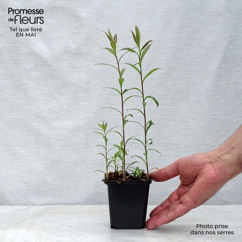 Example of Solidago rugosa Fireworks - Verga d'oro Vasetto da 8/9 cm as you get in printemps