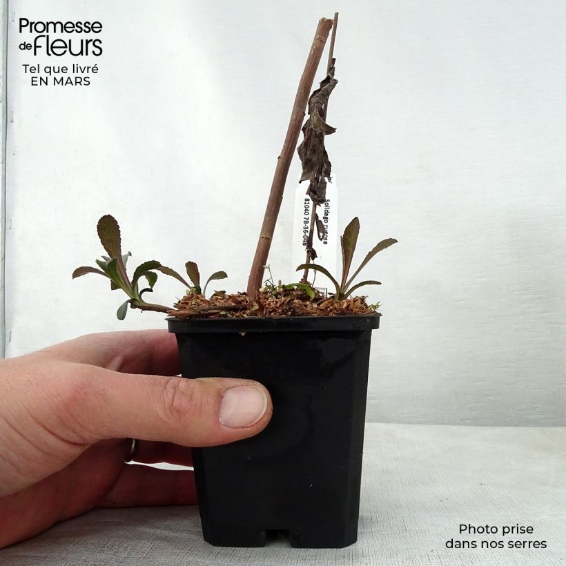 Example of Solidago rugosa - Verga d'oro Vasetto da 8/9 cm as you get in printemps