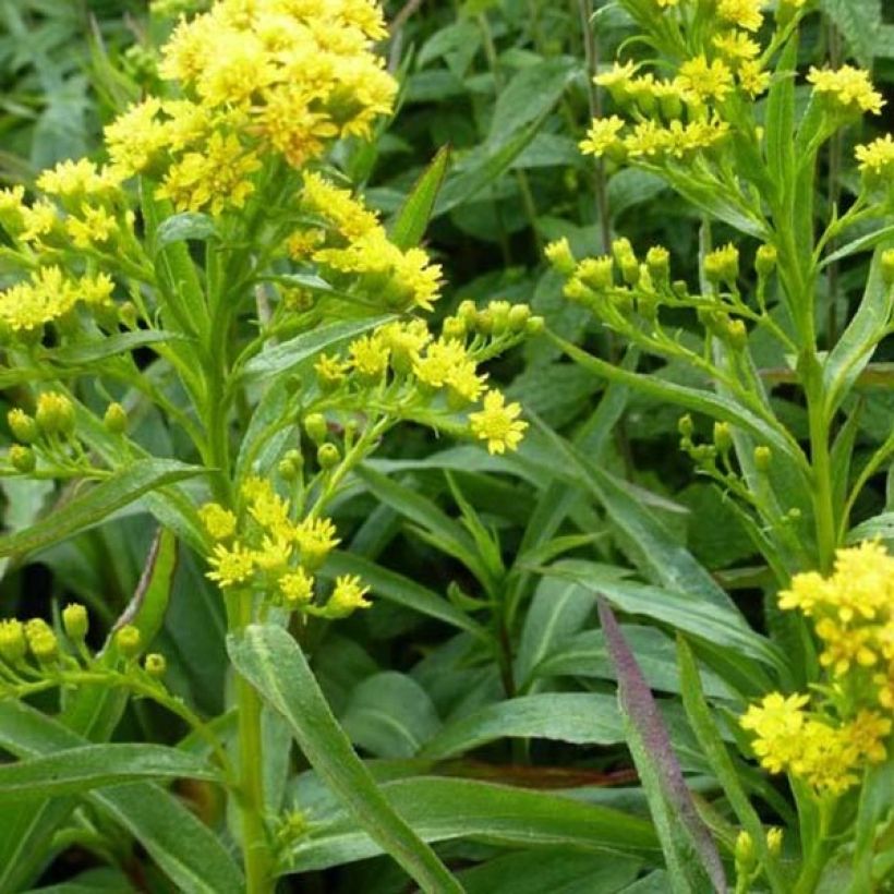 Solidago sempervirens Goldene Wellen - Verga d'oro (Foliage)