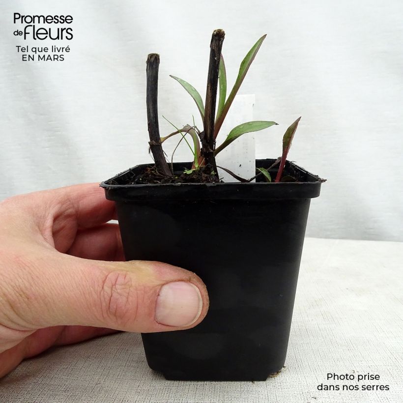 Example of Solidago sempervirens Goldene Wellen - Verga d'oro Vasetto da 8/9 cm as you get in printemps