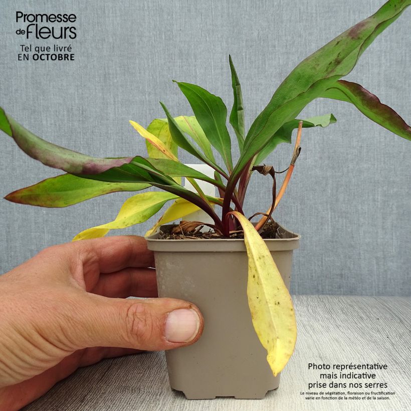 Esemplare di Solidago sempervirens Goldene Wellen - Verga d'oro Vasetto da 8/9 cm come consegnato in autunno