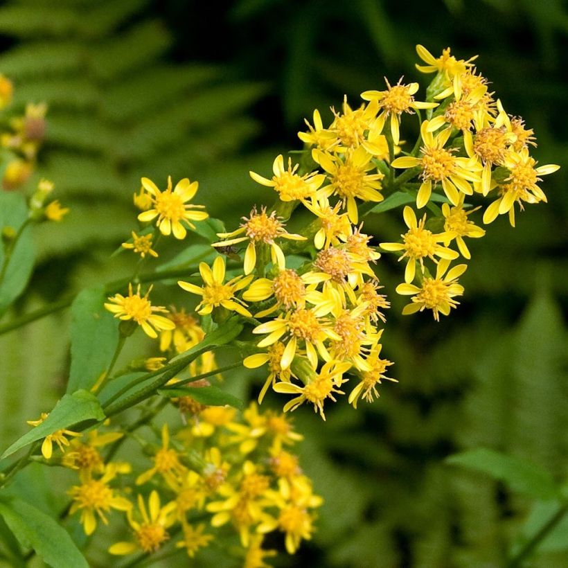 Solidago virgaurea - Verga d'oro comune (Flowering)