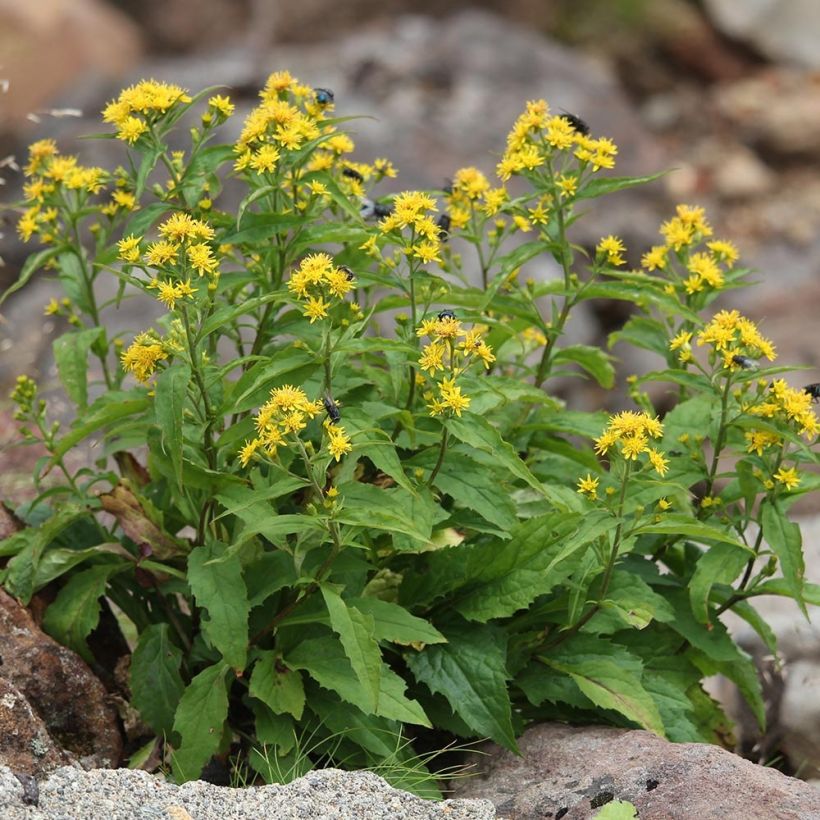 Solidago virgaurea - Verga d'oro comune (Plant habit)