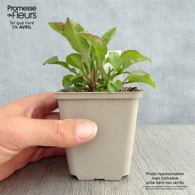 Example of Solidago virgaurea - Verga d'oro comune Vasetto da 8/9 cm as you get in printemps