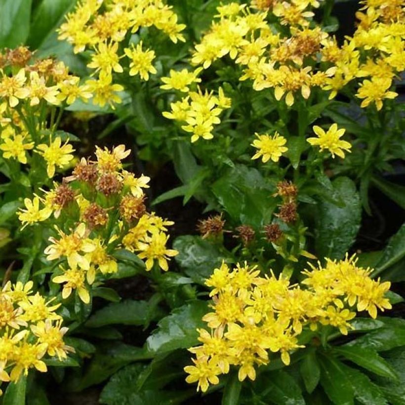 Solidago virgaurea Minutissima - Verga d'oro comune (Flowering)