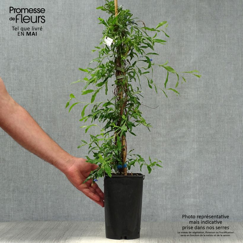 Sollya heterophylla - Australian Bluebell Vaso da 3L/4L esemplare consegnato in primavera