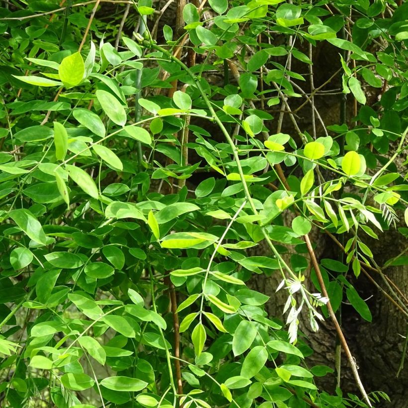 Sophora japonica - Sofora del Giappone (Foliage)
