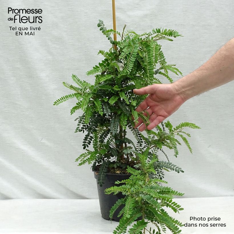 Example of Sophora microphylla Sun King Vaso da 2L/3L as you get in printemps