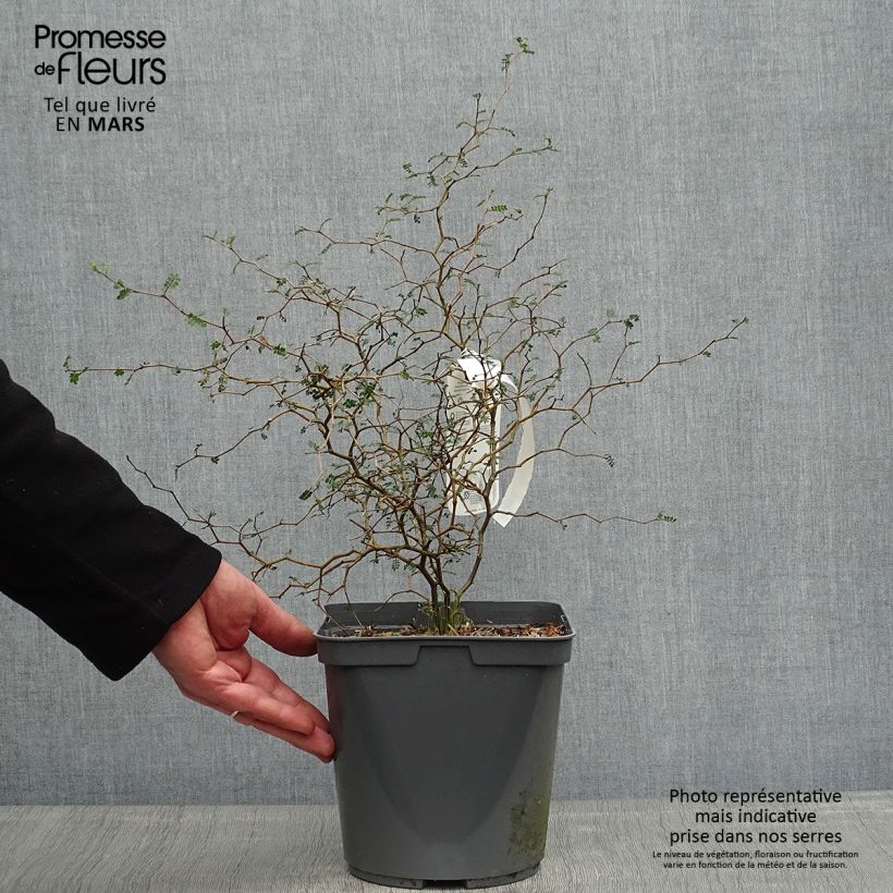 Example of Sophora prostrata Little Baby - Sofora nano Vaso da 3L/4L as you get in printemps