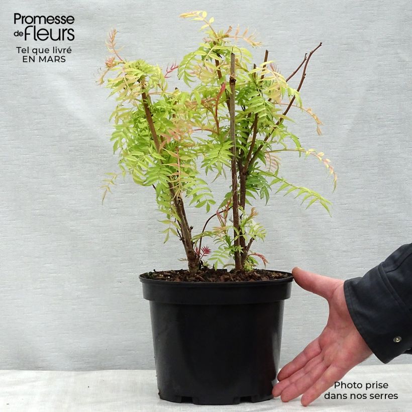 Example of Sorbaria sorbifolia Sem Vaso da 2L/3L as you get in printemps