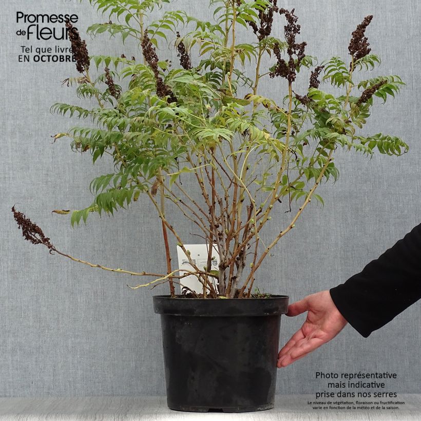 Esemplare di Sorbaria sorbifolia Sem Vaso da 7,5L/10L come consegnato in autunno