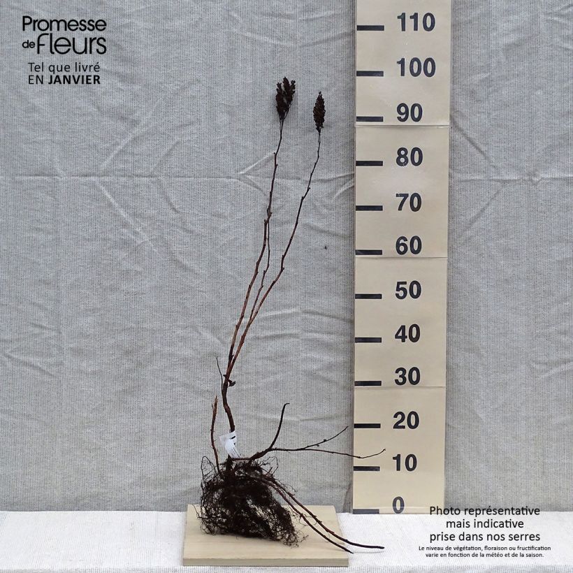 Sorbaria sorbifolia - Falsa spirea Piante piccole a radice nuda esemplare consegnato in inverno