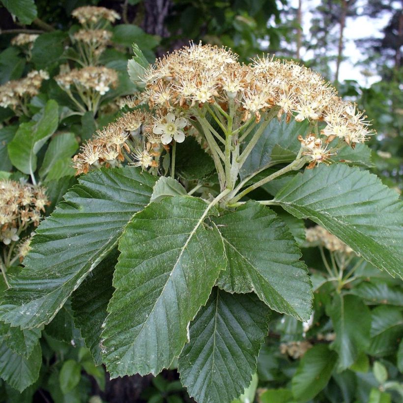 Sorbus aria - Sorbo montano (Foliage)