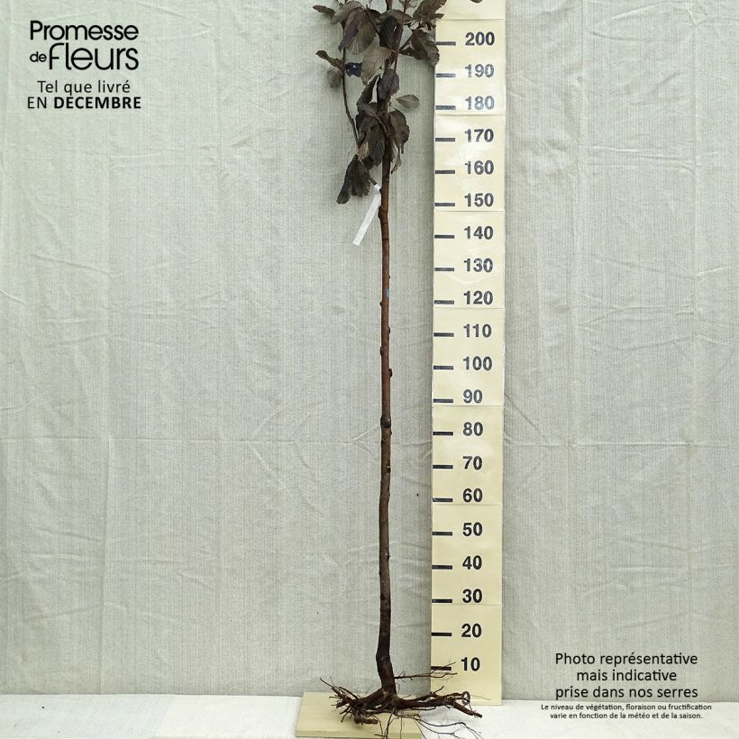 Example of Sorbus aria - Sorbo montano Piante grandi a radice nuda, Vaso impalcato as you get in hiver