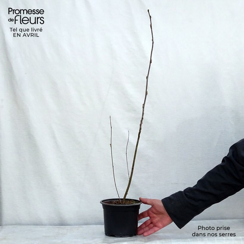 Example of Sorbus aucuparia - Sorbo degli uccellatori Vaso da 2L/3L as you get in printemps