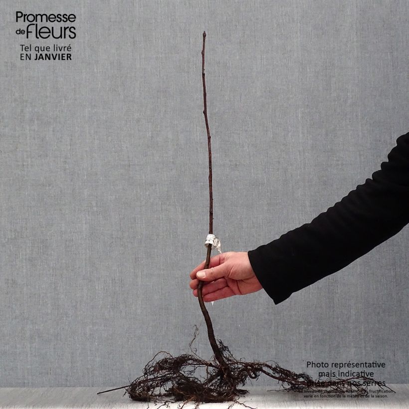 Example of Sorbus aucuparia - Sorbo degli uccellatori Piante piccole a radice nuda as you get in hiver