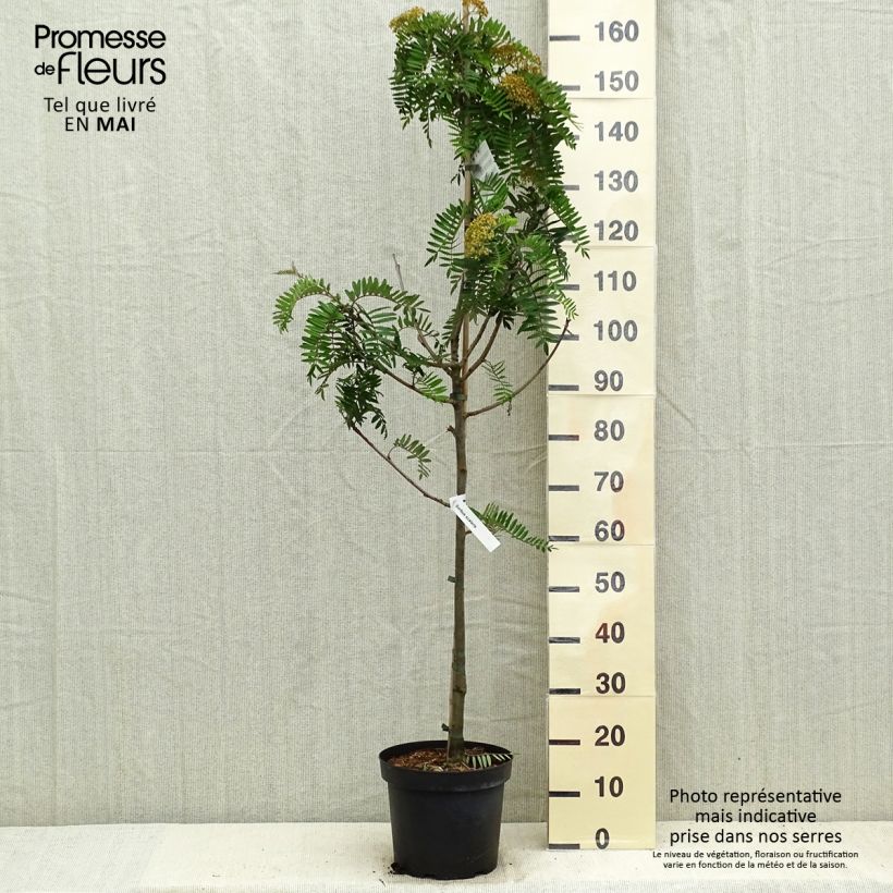 Example of Sorbus scalaris Vaso da 7,5L/10L as you get in printemps