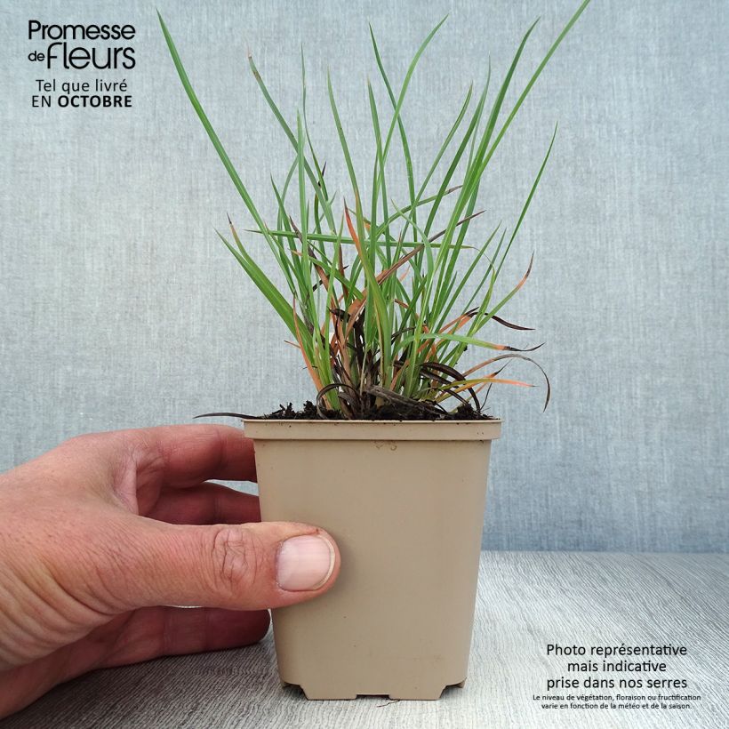 Esemplare di Sorghastrum nutans Sioux Blue Vasetto da 8/9 cm come consegnato in autunno