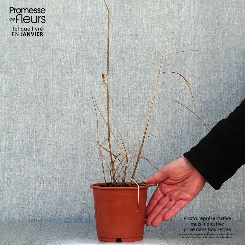 Sorghastrum nutans Sioux Blue Vaso da 1L/1,5L esemplare consegnato in inverno