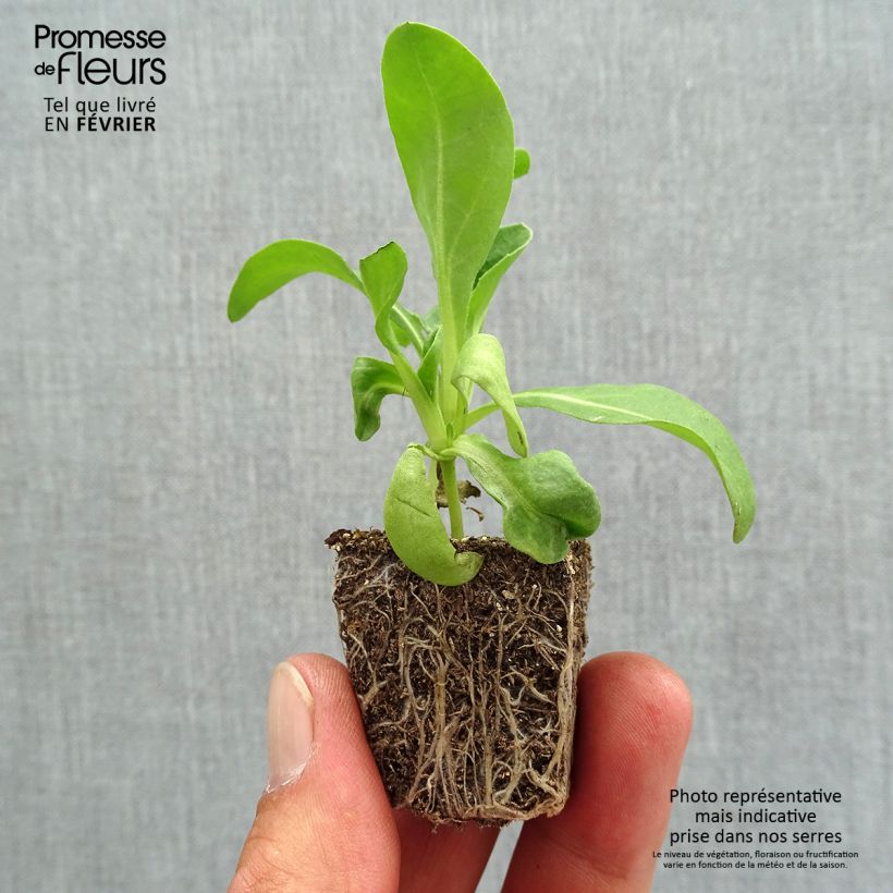 Esemplare di Calendula officinalis Gitane Orange - Fiorrancio Jardimotte: zolla da 3,8 cm x 3,2 cm in vassoio da 16 pezzi. come consegnato in autunno