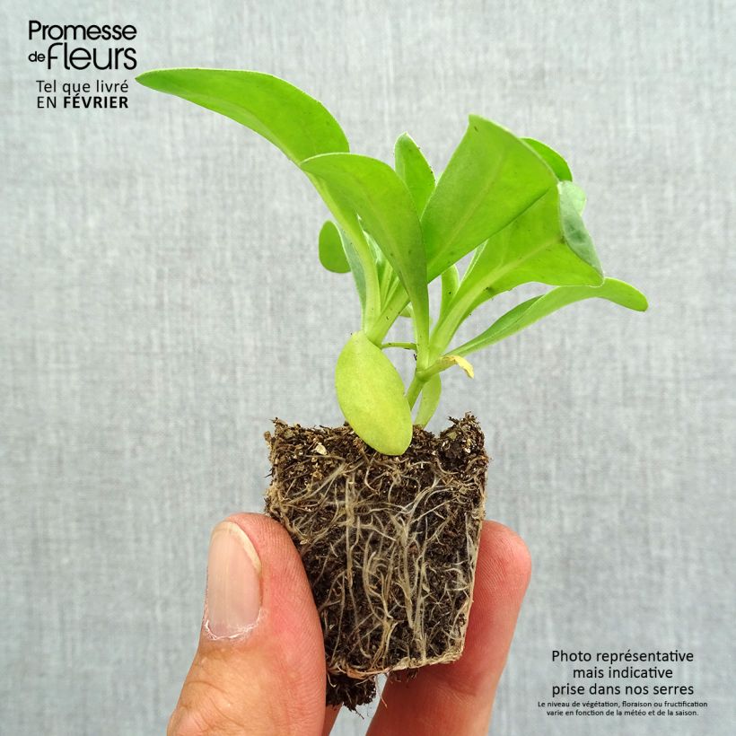 Esemplare di Calendula officinalis Gitana Yellow - Fiorrancio Jardimotte: zolla da 3,8 cm x 3,2 cm in vassoio da 16 pezzi. come consegnato in autunno